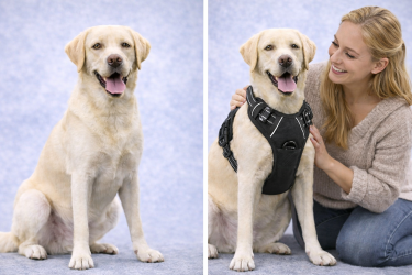 Magnifique harnais réfléchissant pour chien