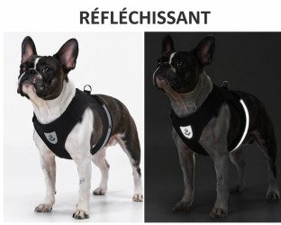 🐾 Harnais pour Chat avec Laisse – Sécurité et Confort pour les Balades