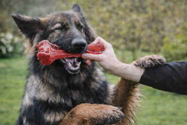 Os à Mâcher pour Chien – Soin Dentaire & Anti-Ennui