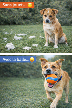 Balle Ultra Résistante pour Chien – Jouet Durable & Anti-Destruction