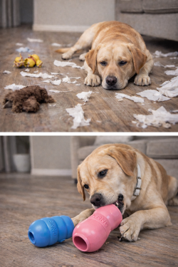 🔥 Fini l’ennui ! Le jouet ultra résistant que votre chien va adorer