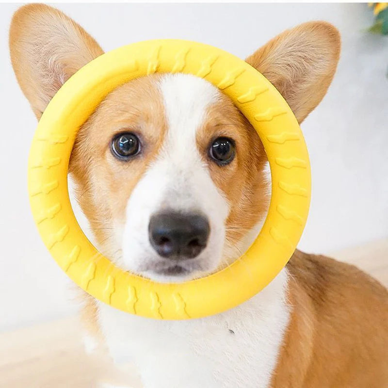 Anneau Frisbee pour Chien – Jouet Flottant Anti-Morsure & Entraînement
