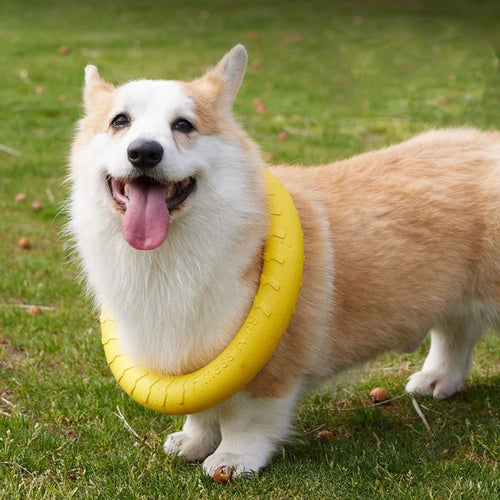 Anneau Frisbee pour Chien – Jouet Flottant Anti-Morsure & Entraînement