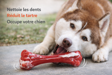 Os à Mâcher pour Chien – Soin Dentaire & Anti-Ennui