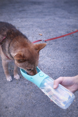 Gourde 2-en-1 pour Chien – Eau & Croquettes en Déplacement
